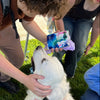 Biscuit_on_a_mission_giving_a_UVU_student_art_she_painted.
